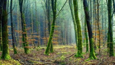 ¡¡Arriba las Ramas!! La Comunidad del bosque. La Comunidad del Árbol de la Vida. Foto de un bosque de hayas