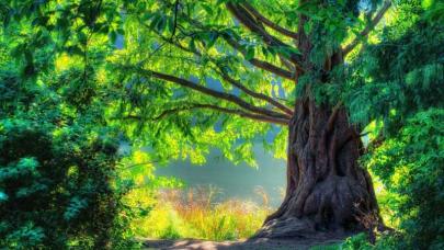 Ecología y Cábala Árbol espectacular