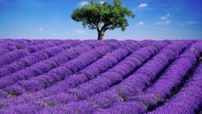 4 años con RedMilenaria: Yod-He-Vav-He Campo lavanda y árbol al fondo