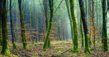 ¡¡Arriba las Ramas!! La Comunidad del bosque. La Comunidad del Árbol de la Vida. Foto de un bosque de hayas