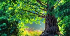 Ecología y Cábala Árbol espectacular