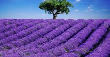 4 años con RedMilenaria: Yod-He-Vav-He Campo lavanda y árbol al fondo